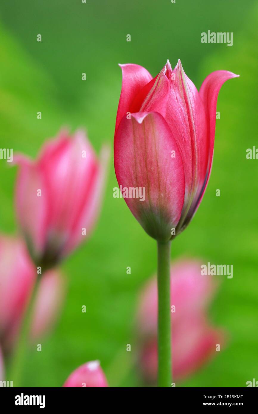 Wild Tulip (Tulipa spec.), tulipani selvatici im Garten Foto Stock