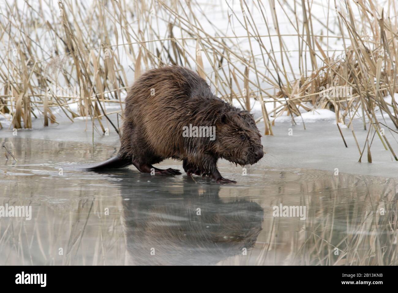 Castoro eurasiatico, castoro europeo (fibra di Castor), su lago ghiacciato, Paesi Bassi Foto Stock