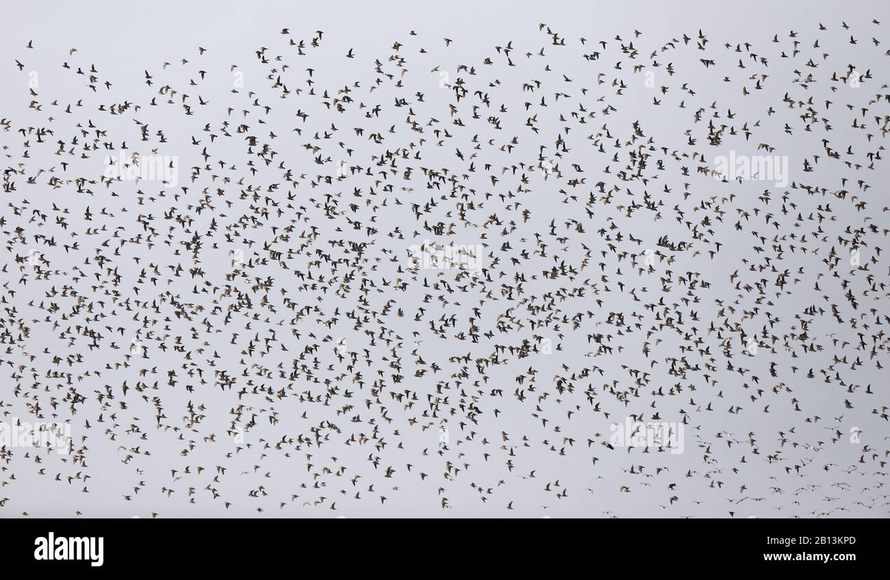 European golden plover (Pluvialis apricaria), flying gregge, Paesi Bassi, Frisia Foto Stock