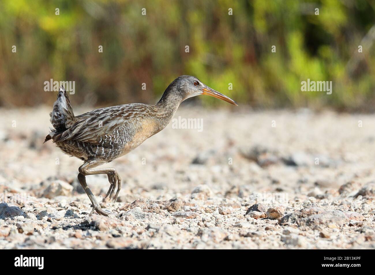 Clapper rail (Rallus longirostris), passeggiate nella palude di Mangrove, Cuba, Zapata National Park Foto Stock