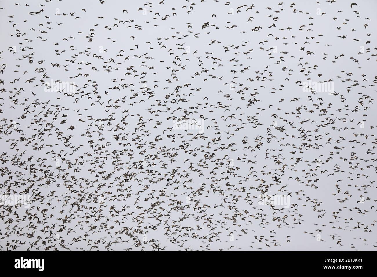 European golden plover (Pluvialis apricaria), flying gregge, Paesi Bassi, Frisia Foto Stock
