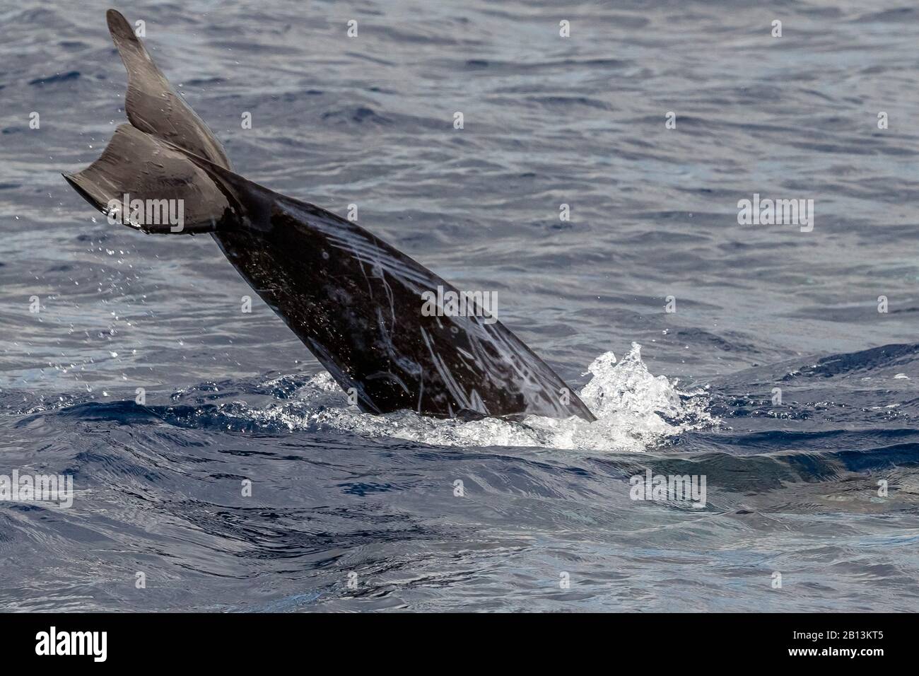 Delfino di Risso, grampus grigio, grampus bianco-caped (grosseus di Grampus), nuotando alla superficie dell'acqua, Azzorre Foto Stock