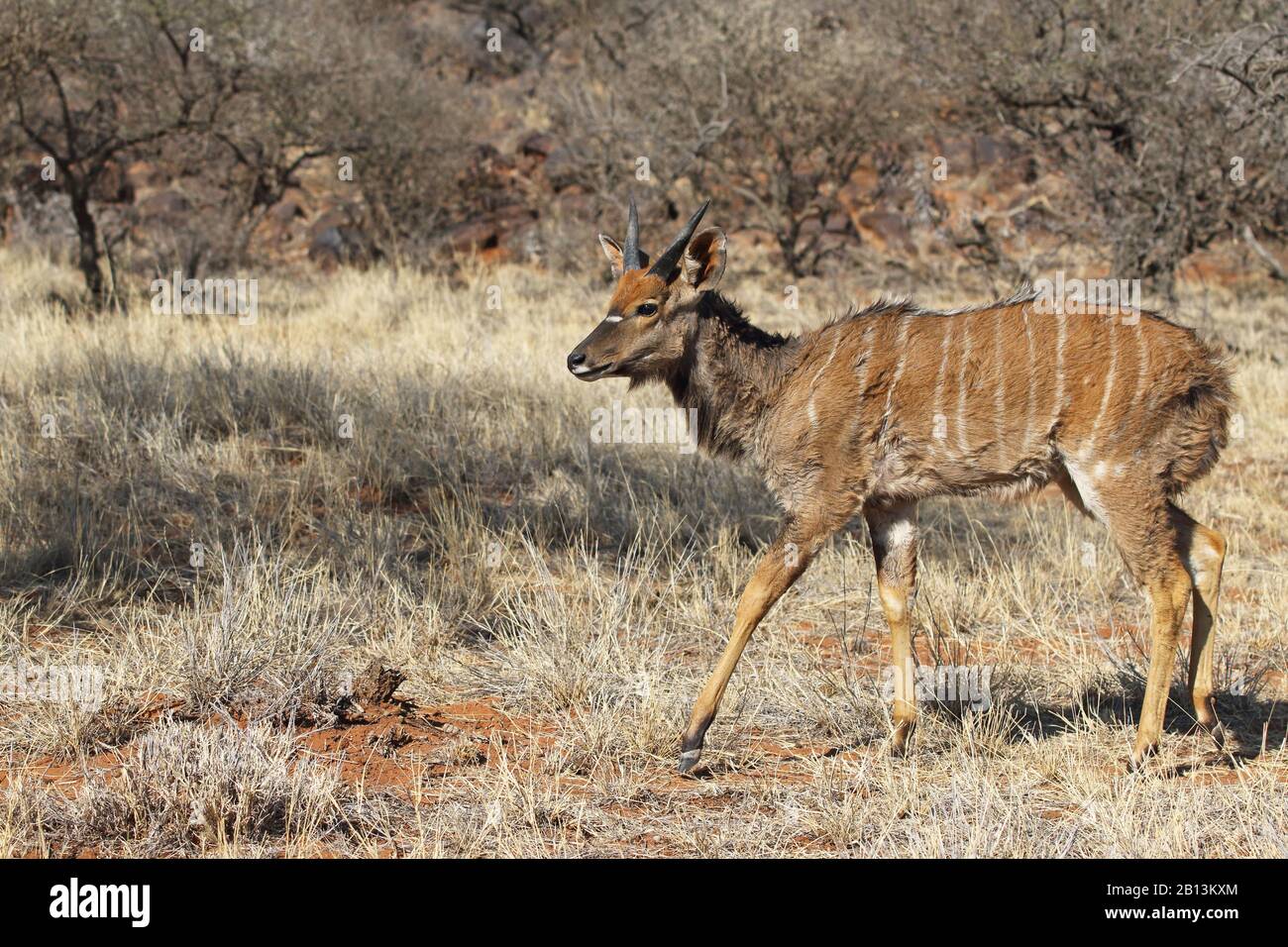 Nyala (Tragelaphus angasi), giovane uomo che cammina nella macchia, vista laterale, Sudafrica, Kimberley Foto Stock