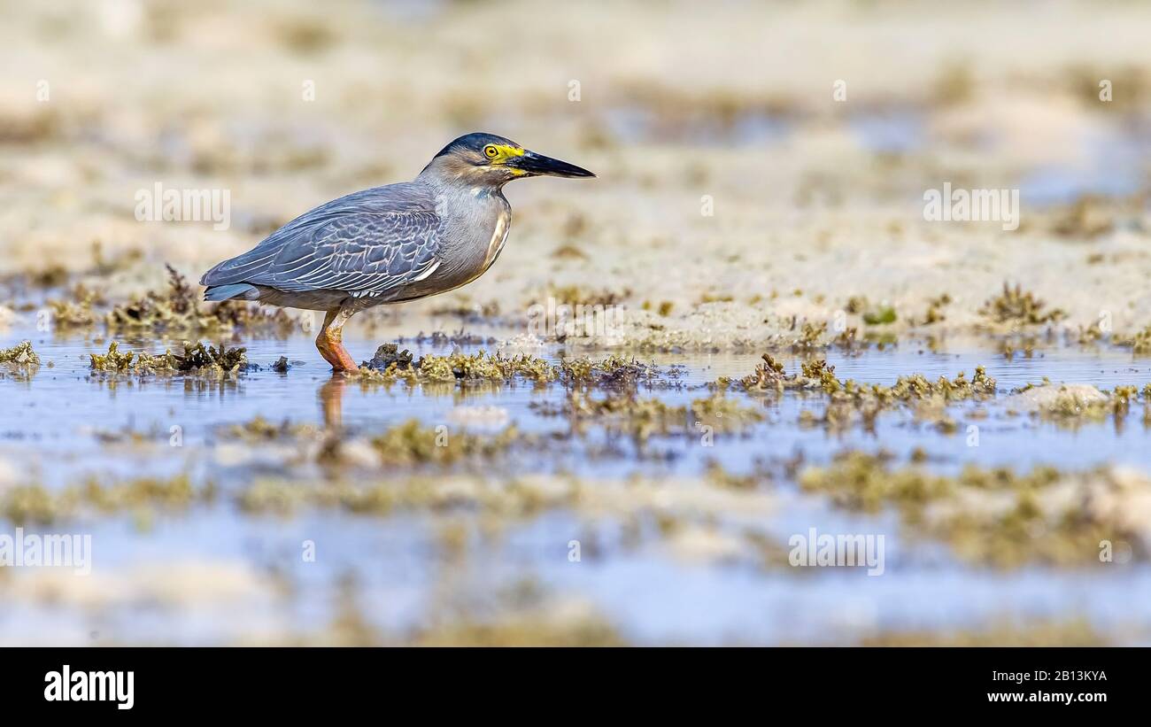 Erone striato, airone di Mangrove, Airone Piccolo, airone verde-sostenuto (Butorides striata, Butorides striatus), si trova alla spiaggia di Hamata, Egitto Foto Stock