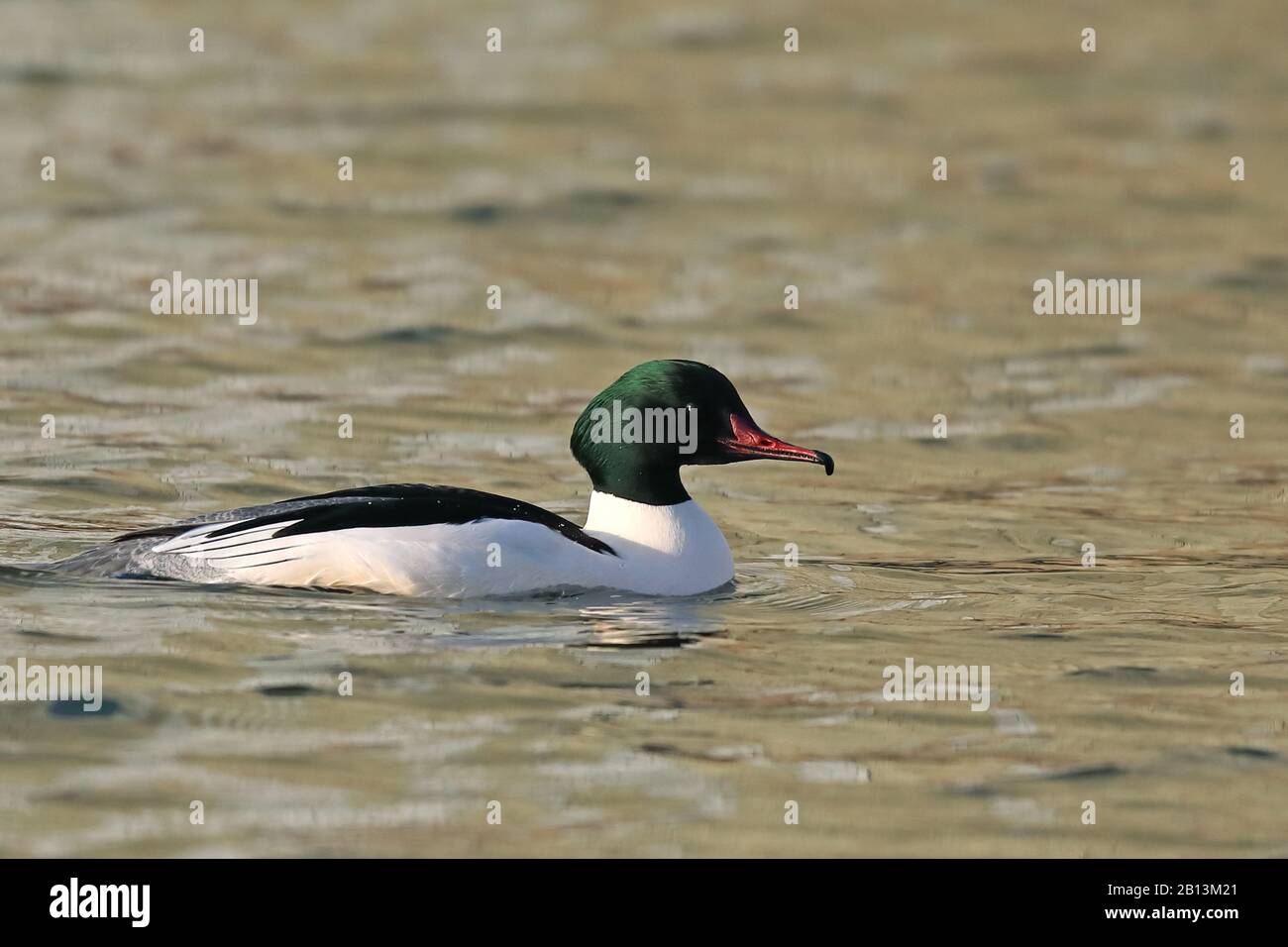 Goosander (Mergus merganser), nuoto maschile, Paesi Bassi, Frisia Foto Stock