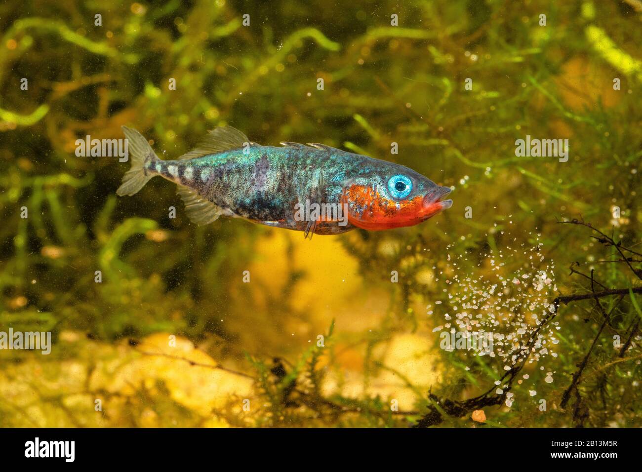 Sputa Immagini e Fotos Stock - Alamy