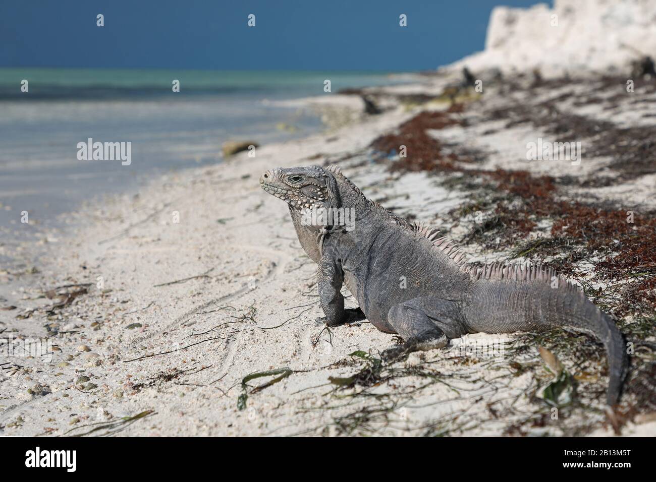 Isole Cayman terra iguana, cubano terra iguana (Cyclura nubila nubila), sulla spiaggia, vista laterale, Cuba, Cayo Largo Foto Stock