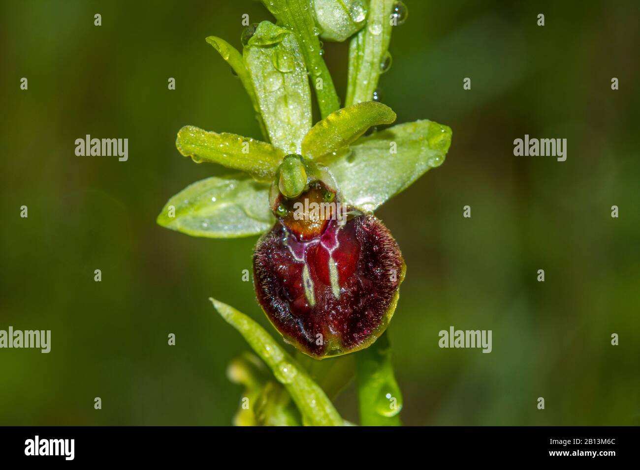 Piccolo ragno ophrys (Ophrys araneola), fiore con gocce d'acqua, Germania, Baden-Wuerttemberg Foto Stock