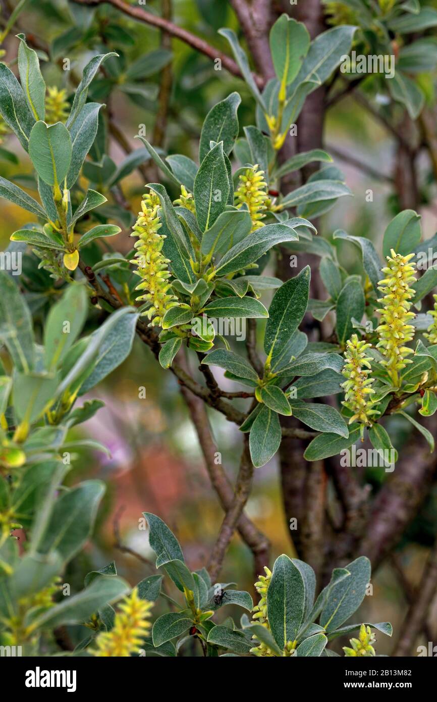 Salice setoso, salice grigio alpino (Salix glaucosericea), fioritura, Svizzera Foto Stock
