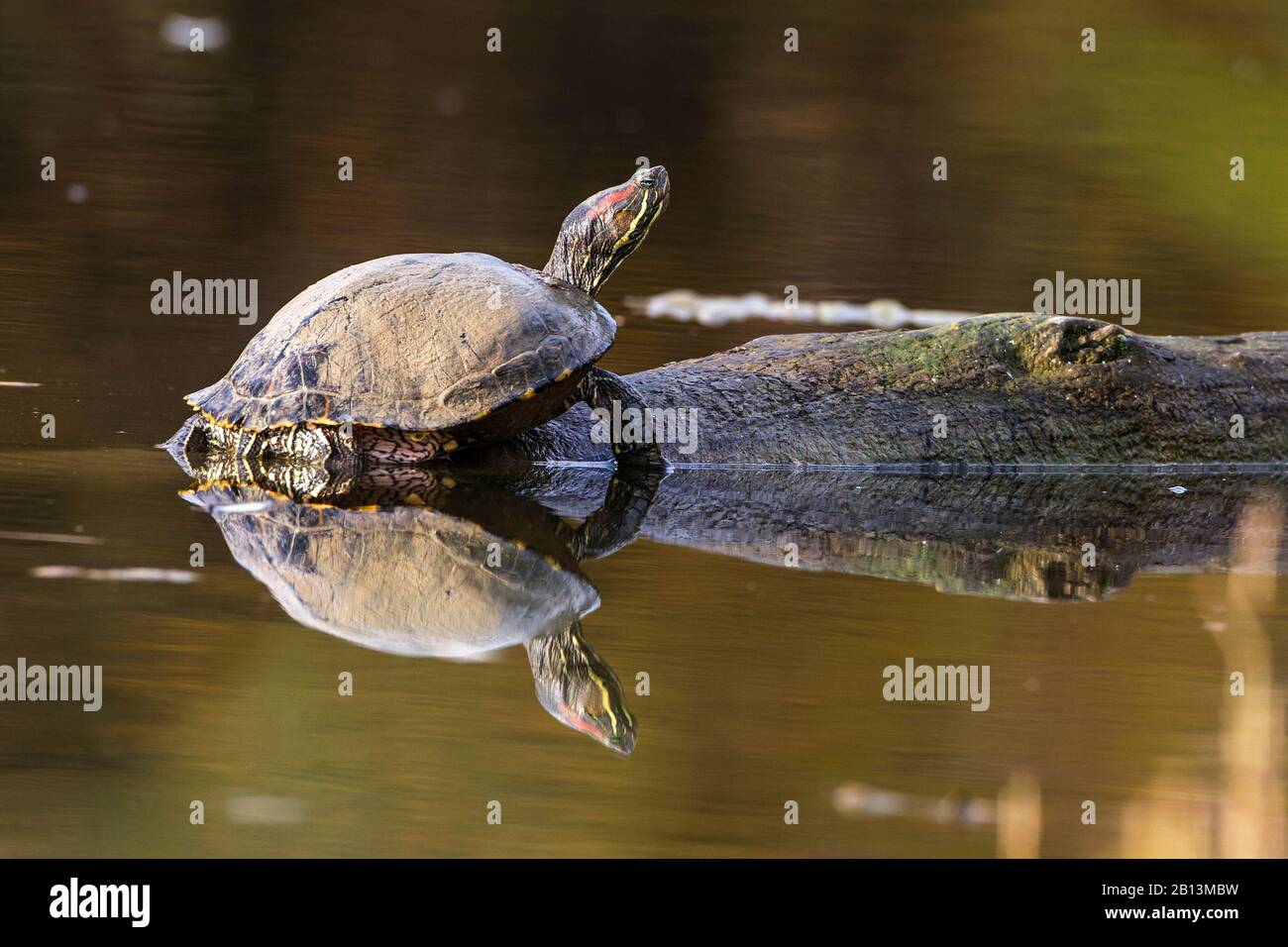 Tartaruga rossa, cursore rosso (Pseudemys scripta elegans, Trachemys scripta elegans, Chrysemys scripta elegans), con immagine speculare, Germania, Baden-Wuerttemberg Foto Stock