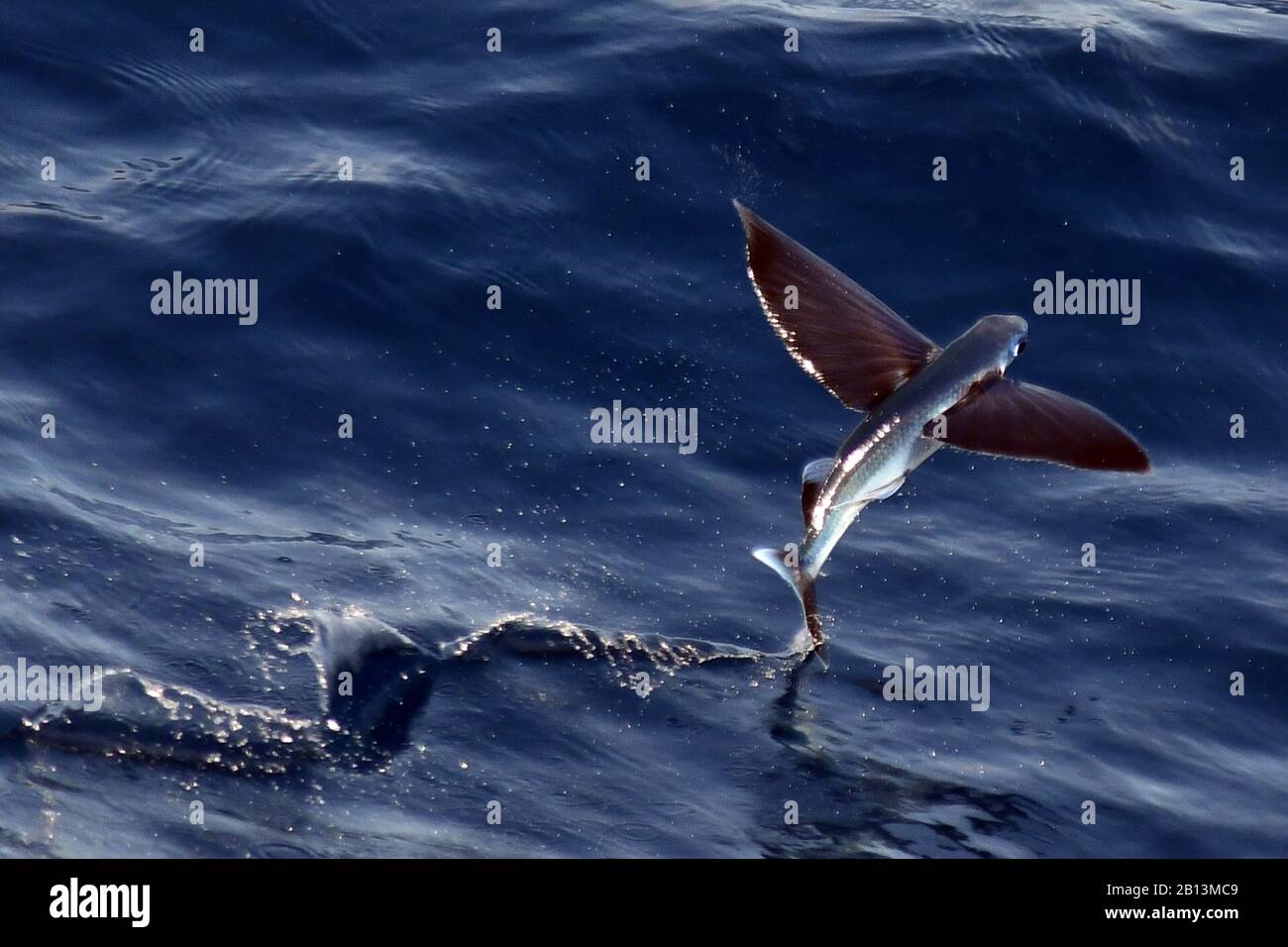 Specie di pesci volanti che decollare dalla superficie dell'oceano, Oceano Atlantico Foto Stock
