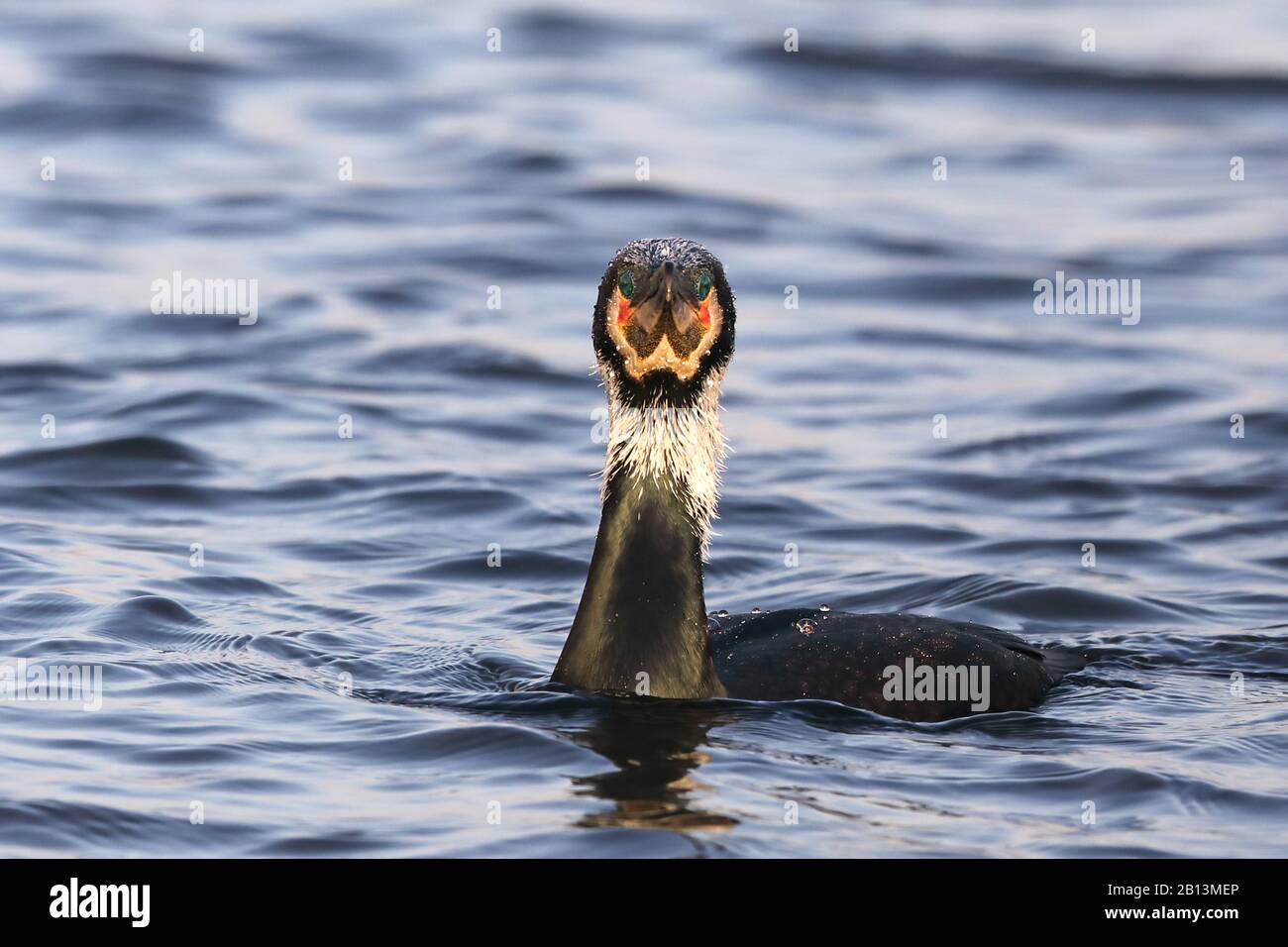 Grande cormorano (Phalacrocorax carbo), nuoto in allevamento piumaggio, Paesi Bassi, Frisia Foto Stock