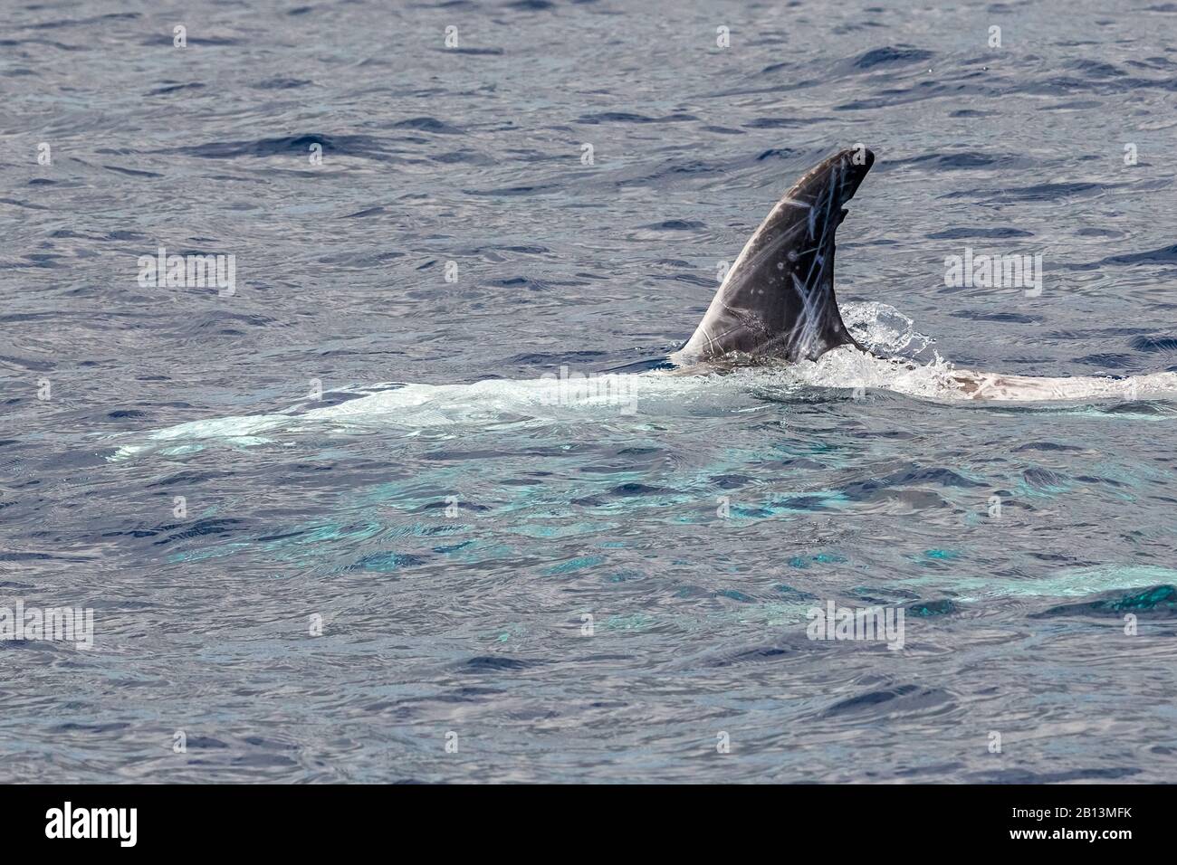 Delfino di Risso, grampus grigio, grampus bianco-caped (grosseus di Grampus), nuotando alla superficie dell'acqua, Azzorre Foto Stock