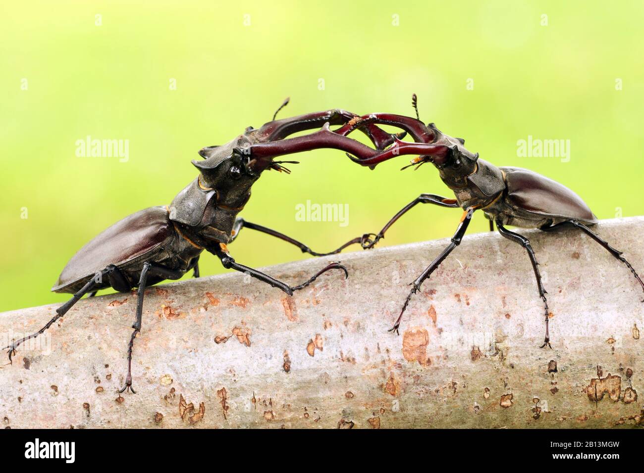 Stag Beetle, European Stag Beetle (Lucanus cervus), due uomini in lotta su un ramo, Germania, Sassonia Foto Stock