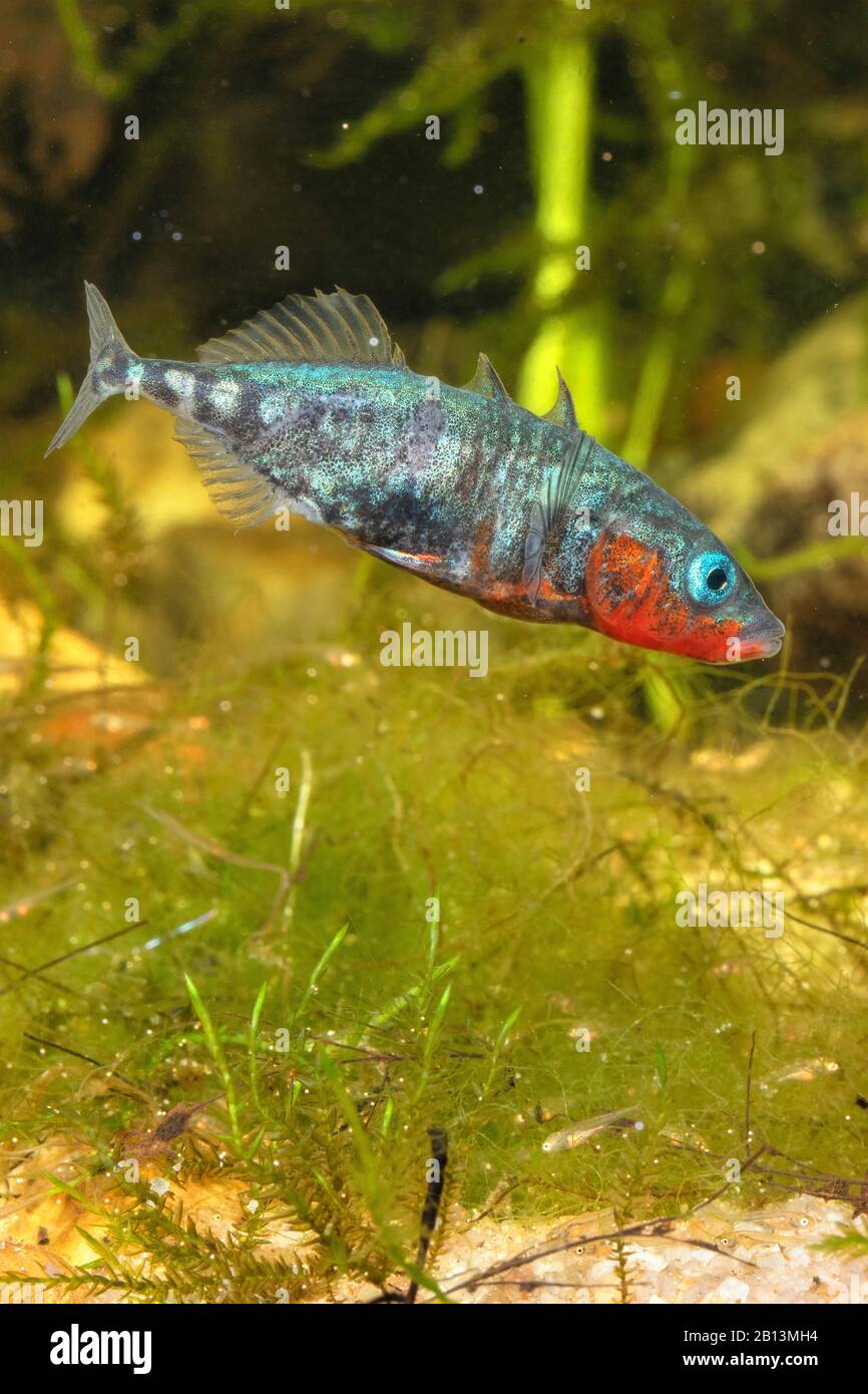 Stickleback a tre spinati (Gasterosteus aculeatus), pesci giovani a guardia maschile, Germania Foto Stock