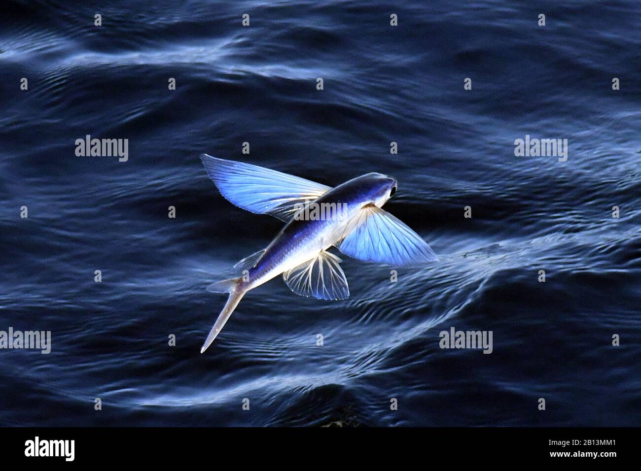 Specie di pesci volanti che decollare dalla superficie dell'oceano, Oceano  Atlantico Foto stock - Alamy