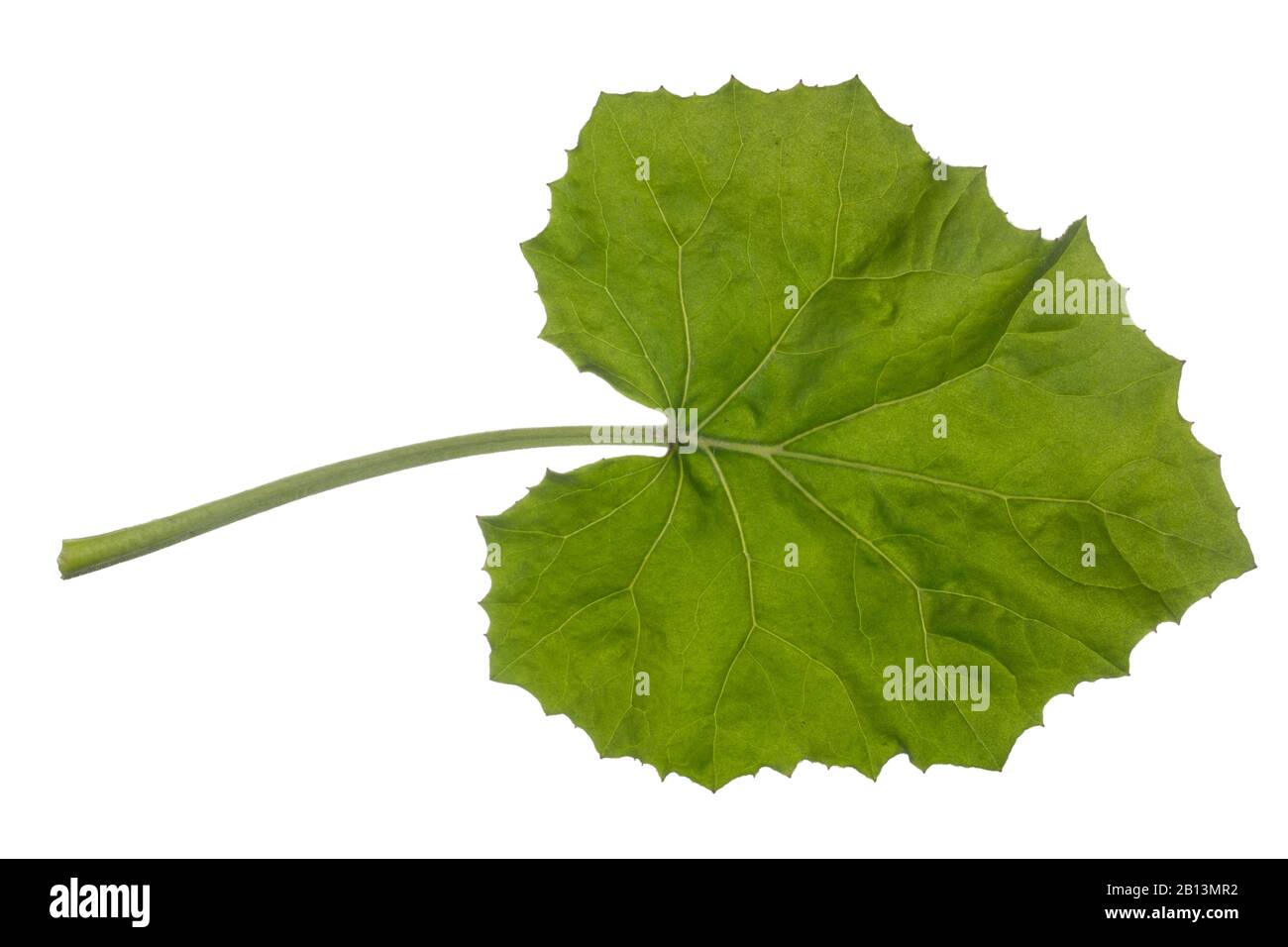 Colts-foot, Coltsfoot (Tussilago farfarfarfarfarfarfarfarfarfarfara), foglia, sfinestratura, Germania Foto Stock