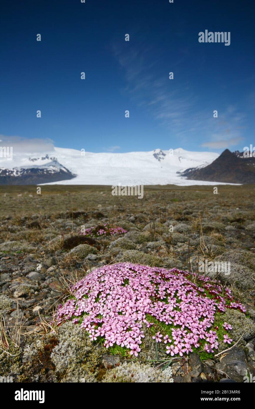 Moss campion, Cushion Pink (Silene acaulis), vegetazione di Tundra a Kfjarjokull, Islanda Foto Stock