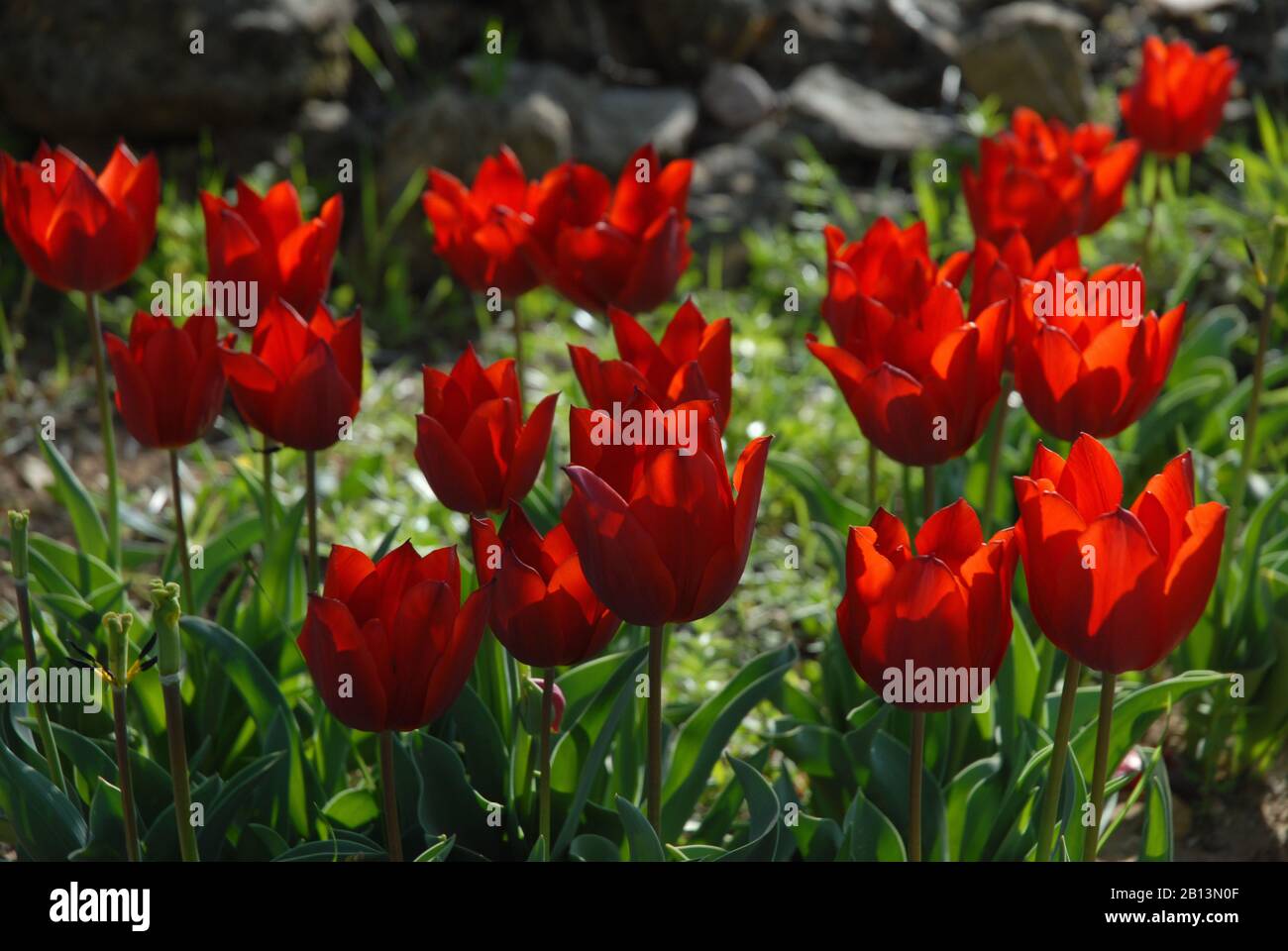 Fiore letto di Triumph tulips rosso brillante, Tulipa la Suisse Foto Stock