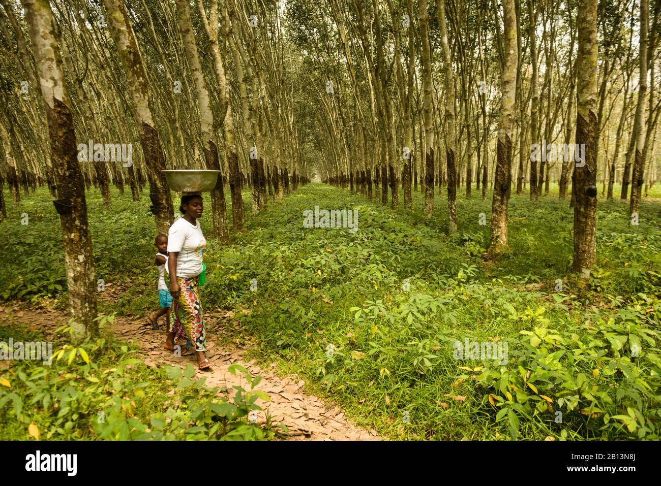 Piantagioni di alberi di gomma. Costa D'Avorio Foto Stock