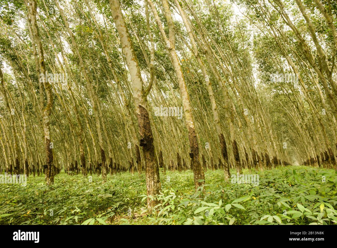 Piantagioni di alberi di gomma. Costa D'Avorio Foto Stock