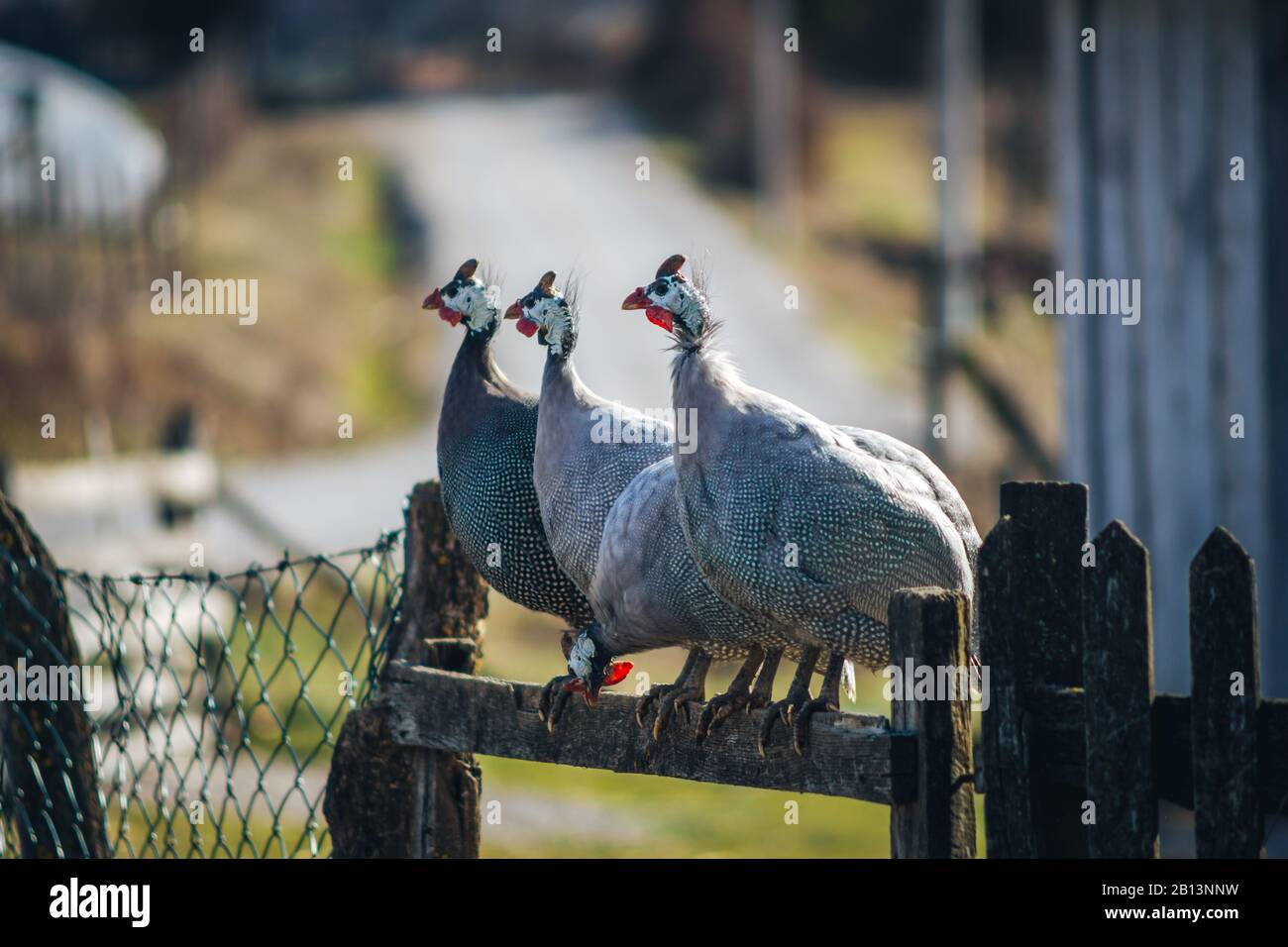 Uccelli di volatili che si erigano sulla recinzione della fattoria Foto Stock