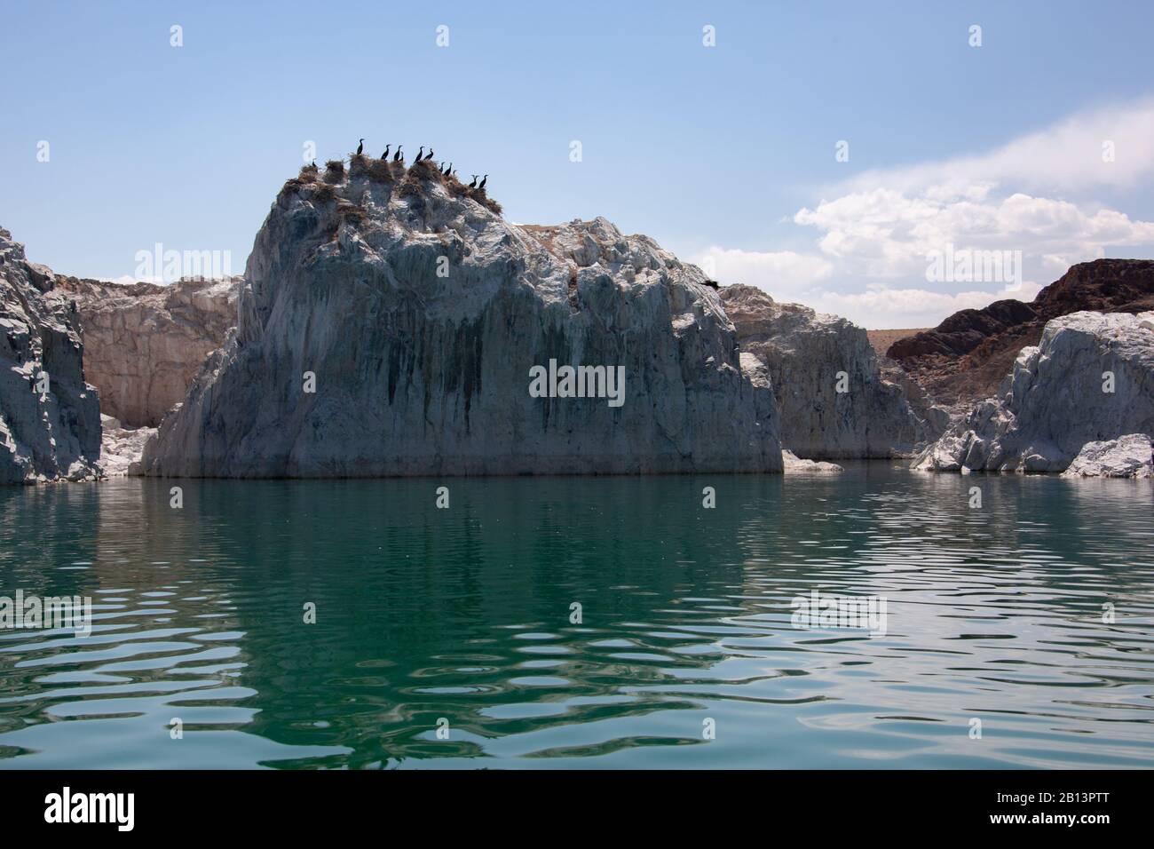 Uccelli selvatici seduti sui nidi costruiti sulla bianca scogliera Foto Stock