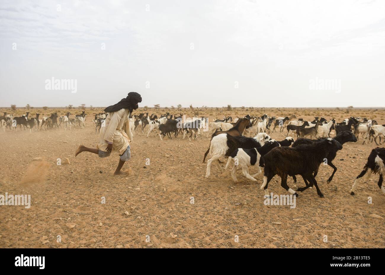 Nomadi di capra che erodono dell'Adrar, Mauritania Foto Stock