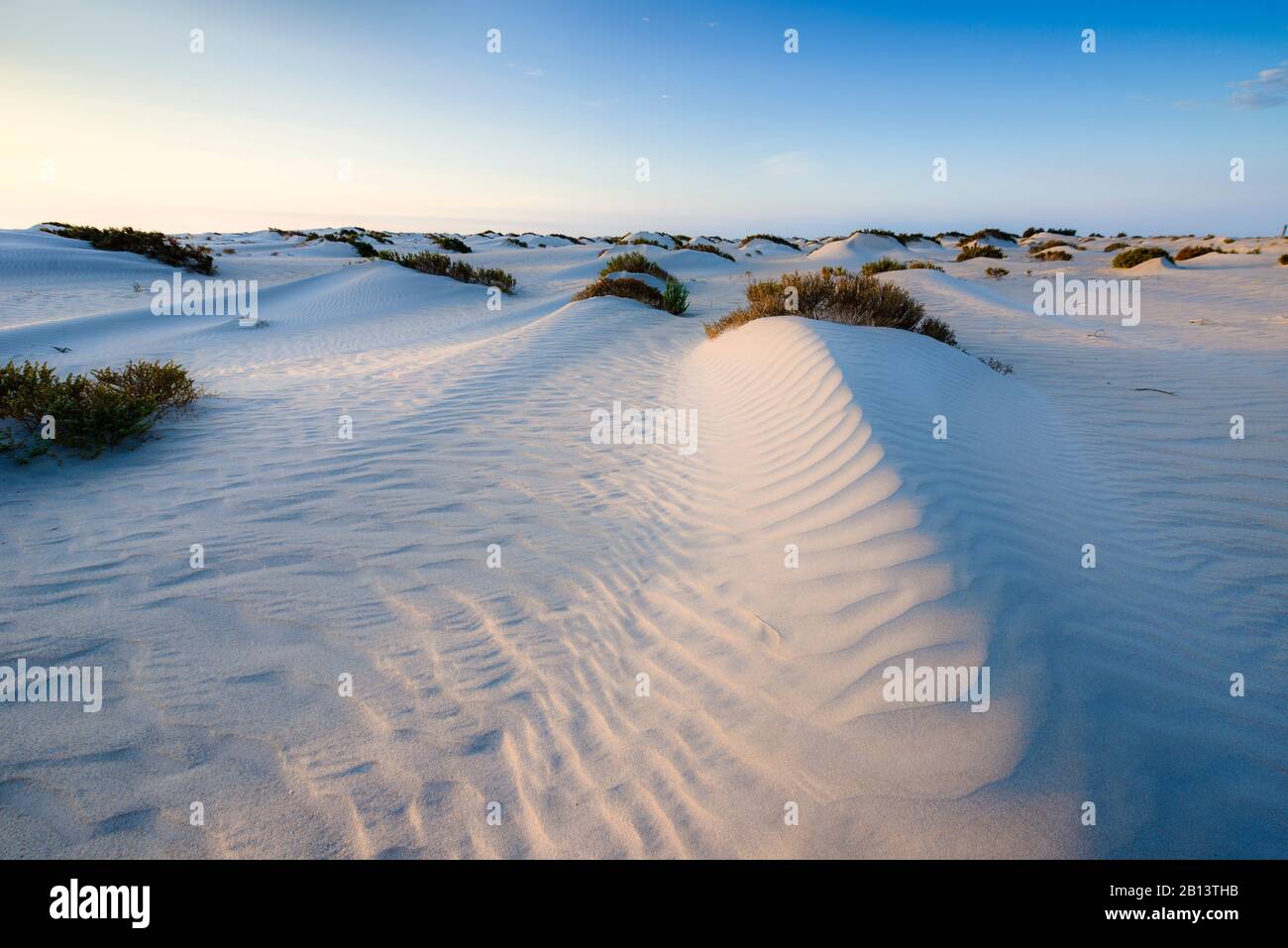 Sahara occidentale Foto Stock