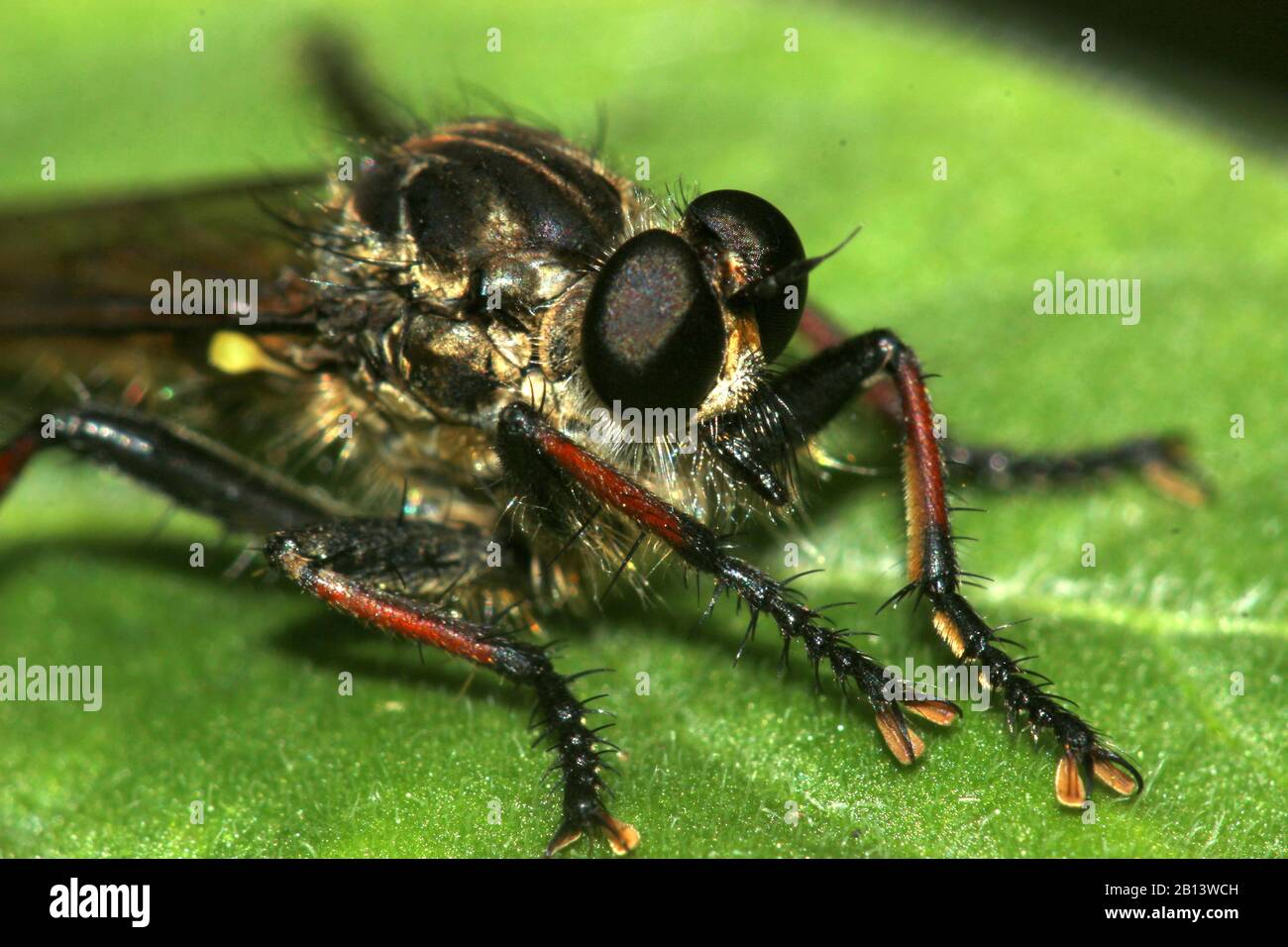 Volo rapinatore (Neoitamus melanopogon) Foto Stock