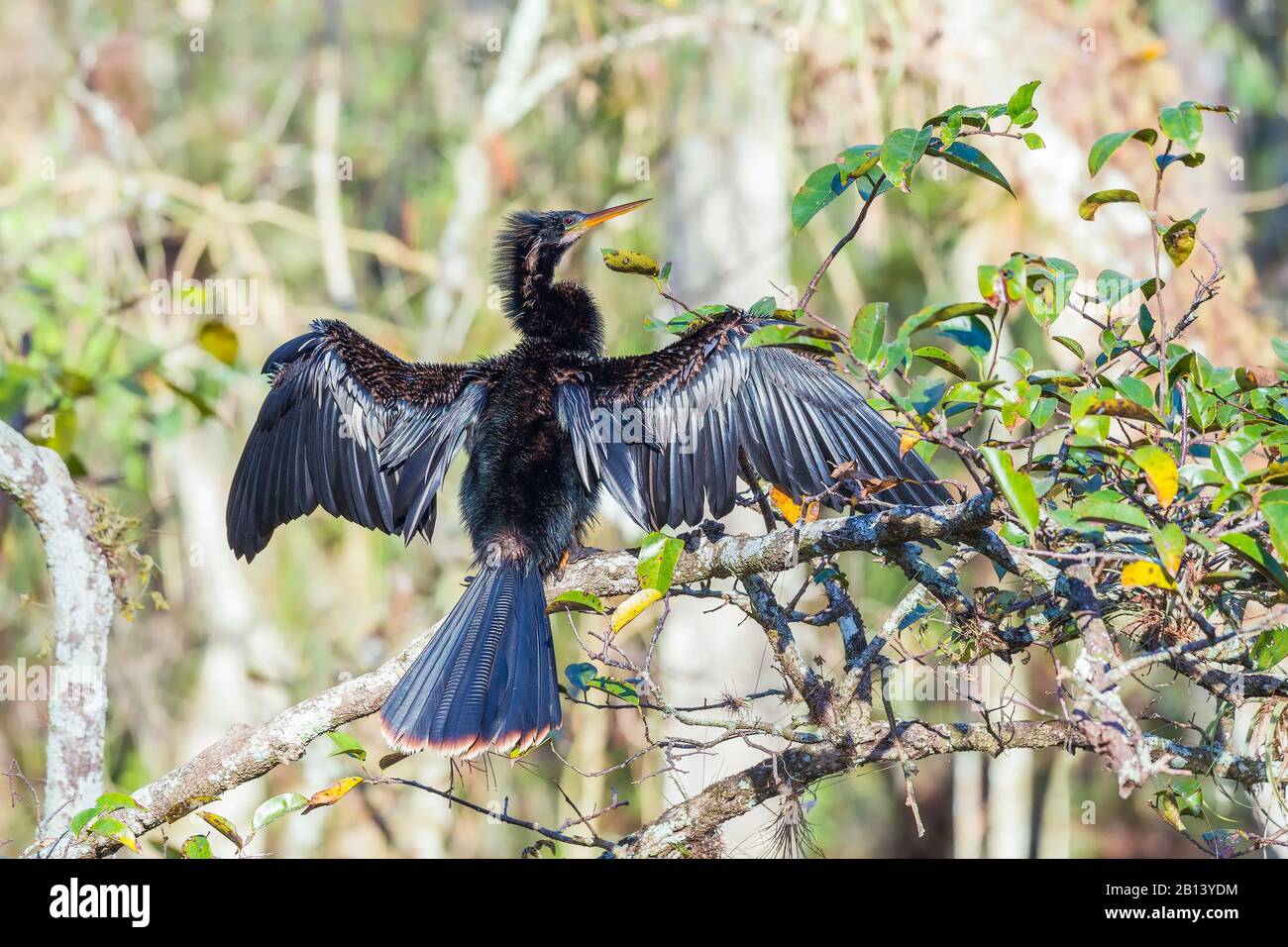 Maschio Anhinga che asciuga le sue piume e riscalda il suo corpo. Big Cypress National Preserve. Florida. STATI UNITI Foto Stock