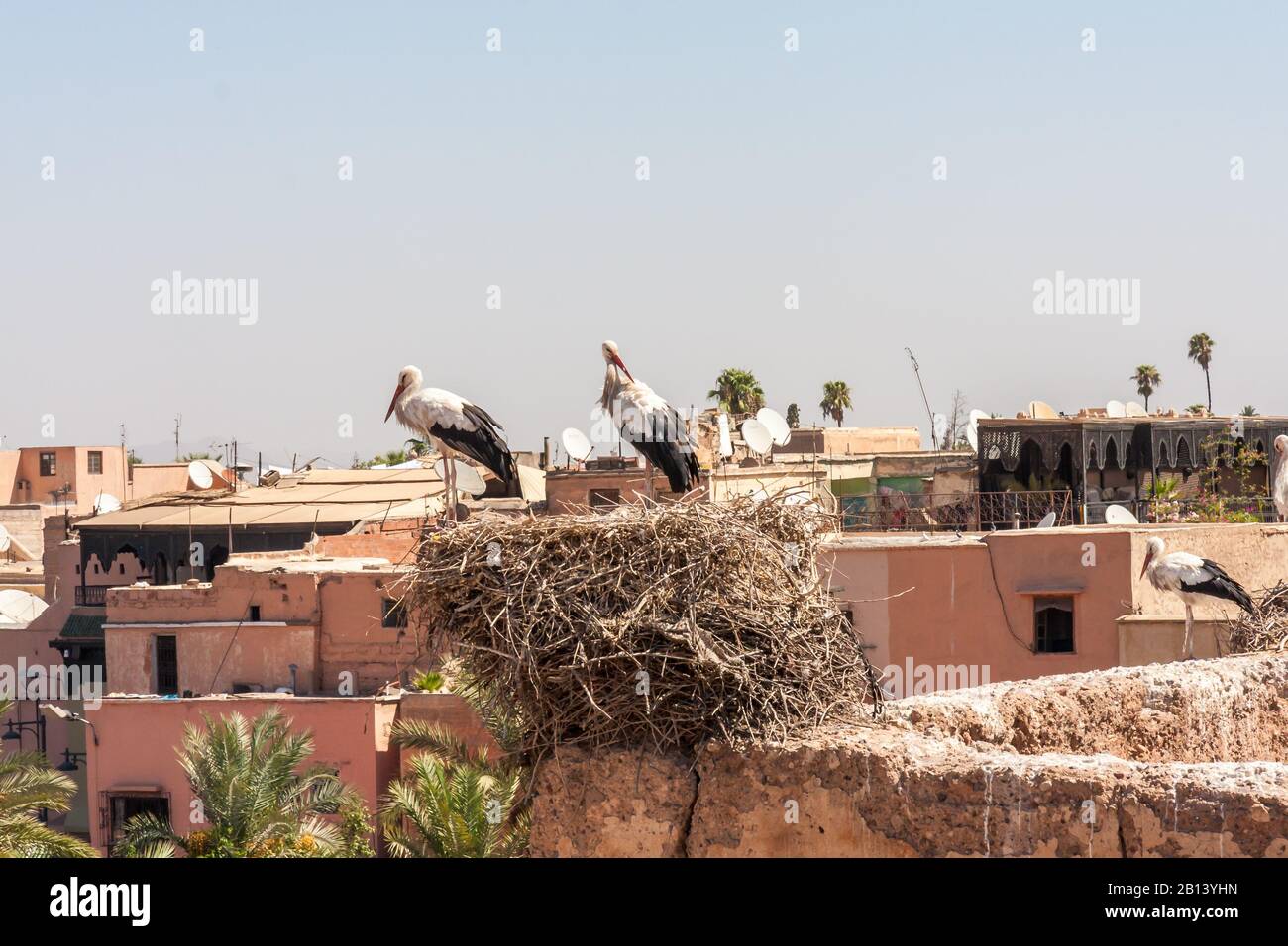 Cicogne nidificanti nel palazzo El Badi, Mrrakesh, Marocco Foto Stock