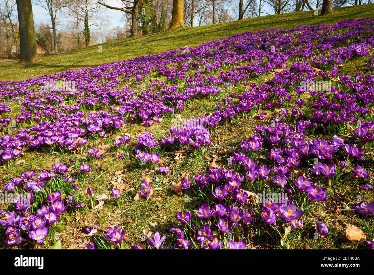 Crocus al fossato di Wolfenbüttel, Bassa Sassonia, Germania Foto Stock