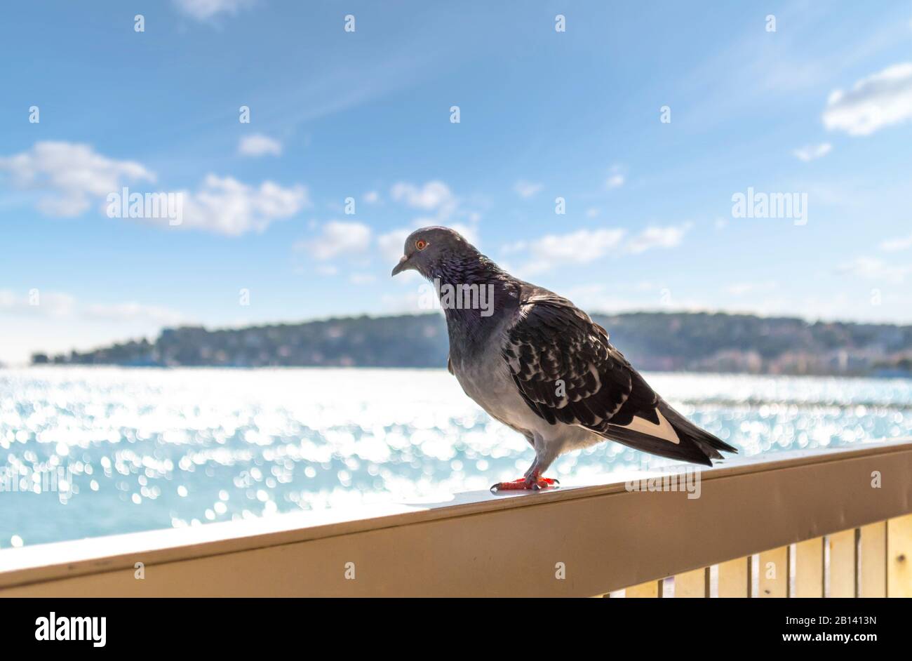 Un piccione sorge su una ringhiera che si affaccia sulla spiaggia, sul mare e sulle montagne della Francia meridionale a Menton, Francia. Foto Stock