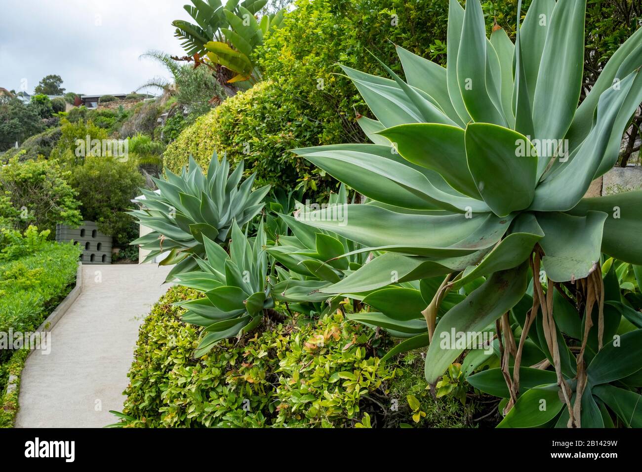 Australia privato casa casa giardino interno con piante verdi e cespugli nativi, tra cui agave attenuata, Whale Beach Sydney, Australia Foto Stock