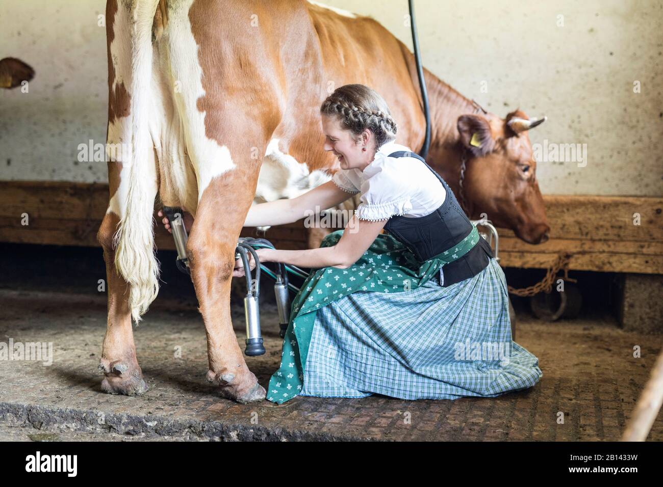 Coltivatore con dirndl milks una mucca Foto Stock