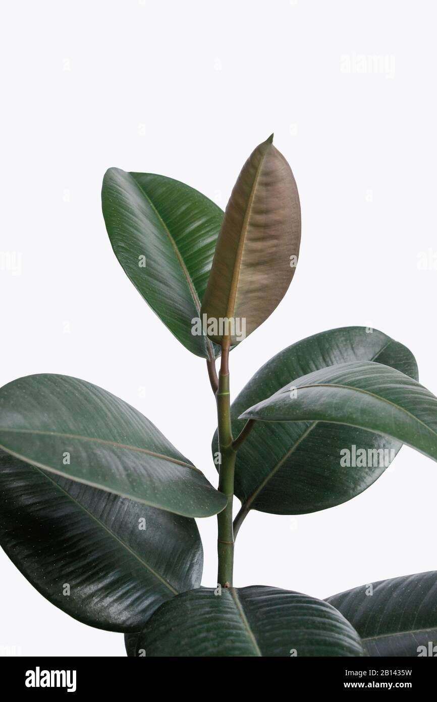 Verde Ficus elastica pianta (albero di gomma) con fondo bianco Foto Stock