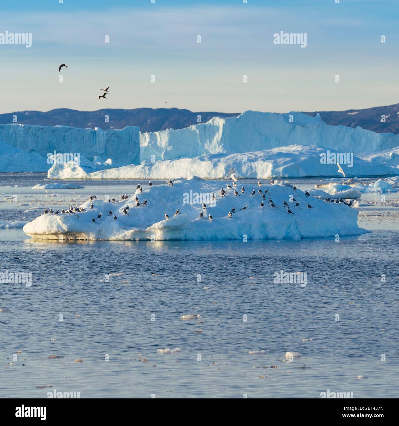 Iceberg nella baia di Disko su Midsummer, Groenlandia Foto Stock