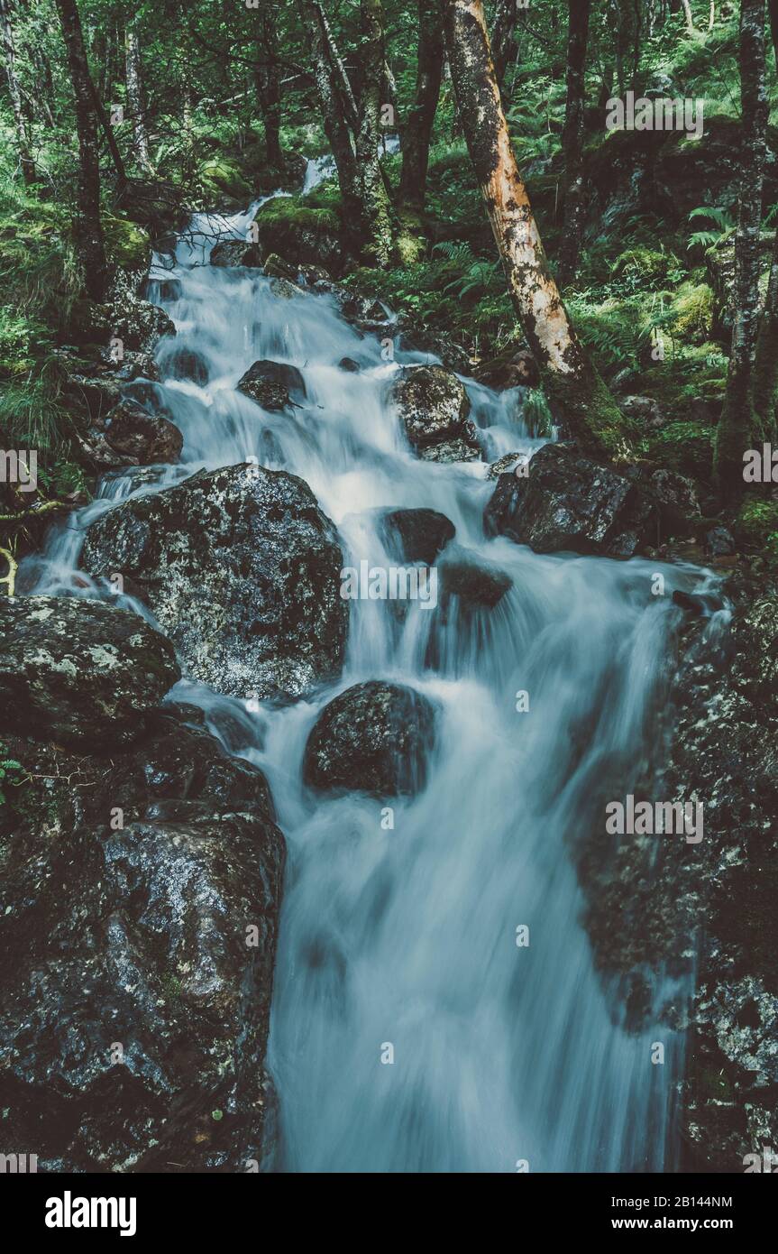 Creek nella foresta sul modo per Steall Falls, Glen Nevis, altopiani, Scozia Foto Stock