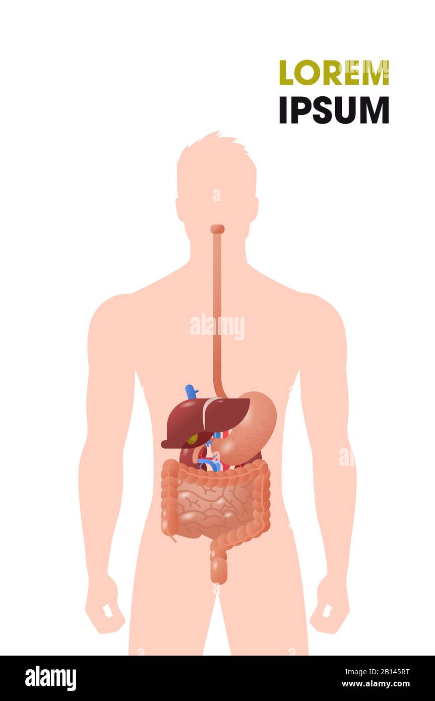organi interni umani struttura del tratto gastrointestinale sistema digestivo poster medico ritratto piano verticale copia spazio immagine vettoriale Illustrazione Vettoriale