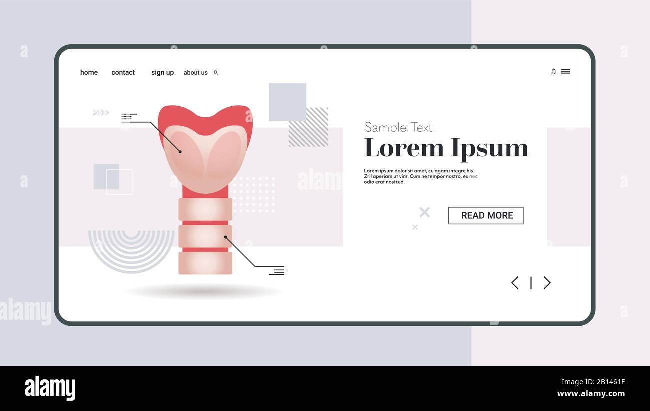 tiroide con trachea e sistema endocrinologico laringe o secrezione ormonale anatomia dell'organo interno umano sanitario concetto medico orizzontale copia spazio immagine vettoriale Illustrazione Vettoriale