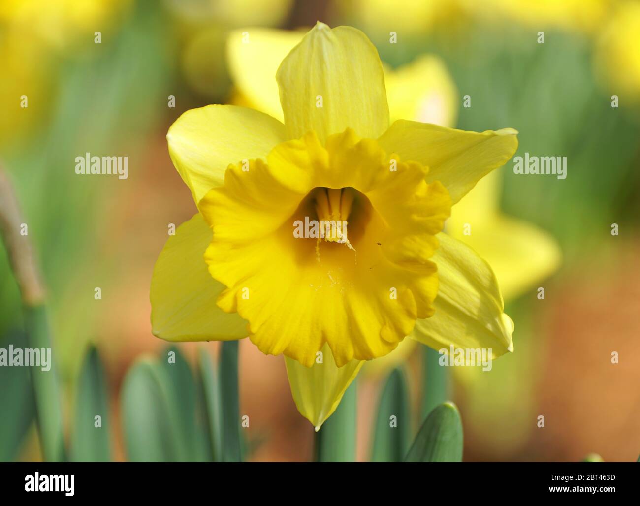 Fiore giallo Trumpet Daffodil 'Early Sensation' a piena fioritura Foto Stock