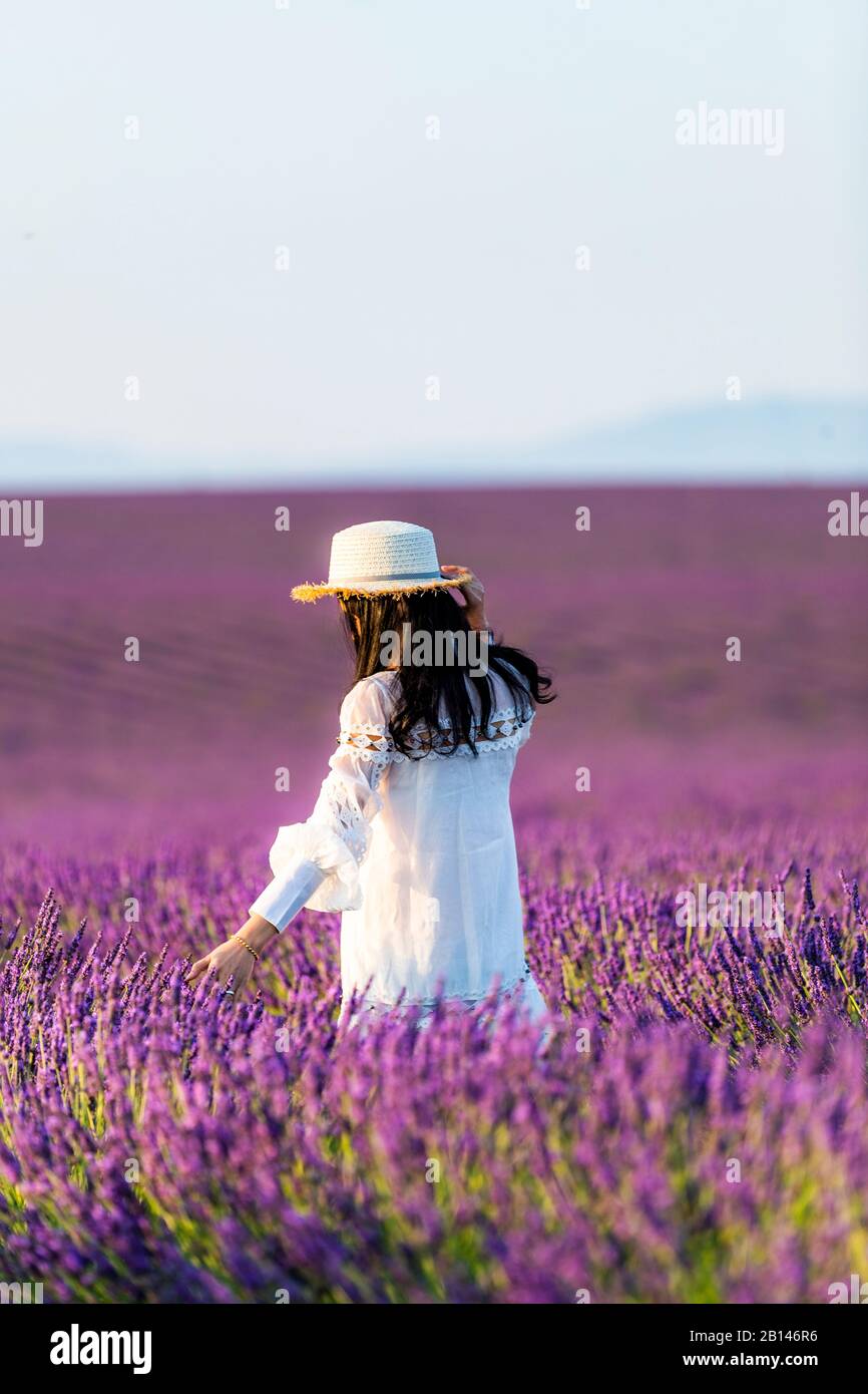 Campi di lavanda nei pressi di Valensole nel sud della Francia, Provenza, Francia Foto Stock