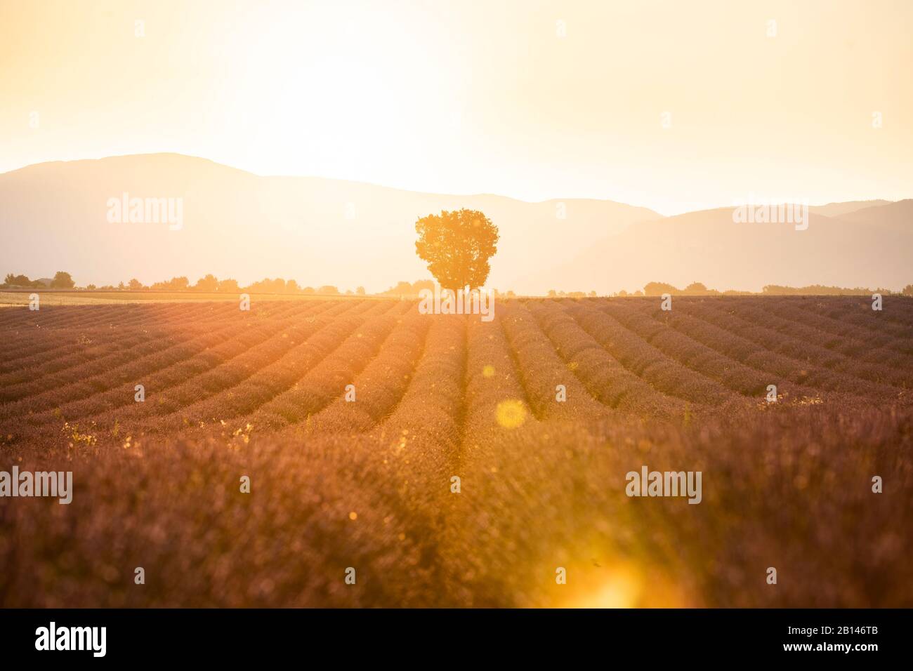 Campi di lavanda nei pressi di Valensole nel sud della Francia, Provenza, Francia Foto Stock