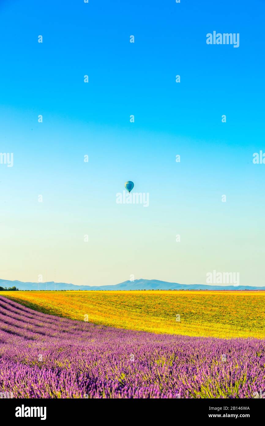 Campi di lavanda nei pressi di Valensole nel sud della Francia, Provenza, Francia Foto Stock