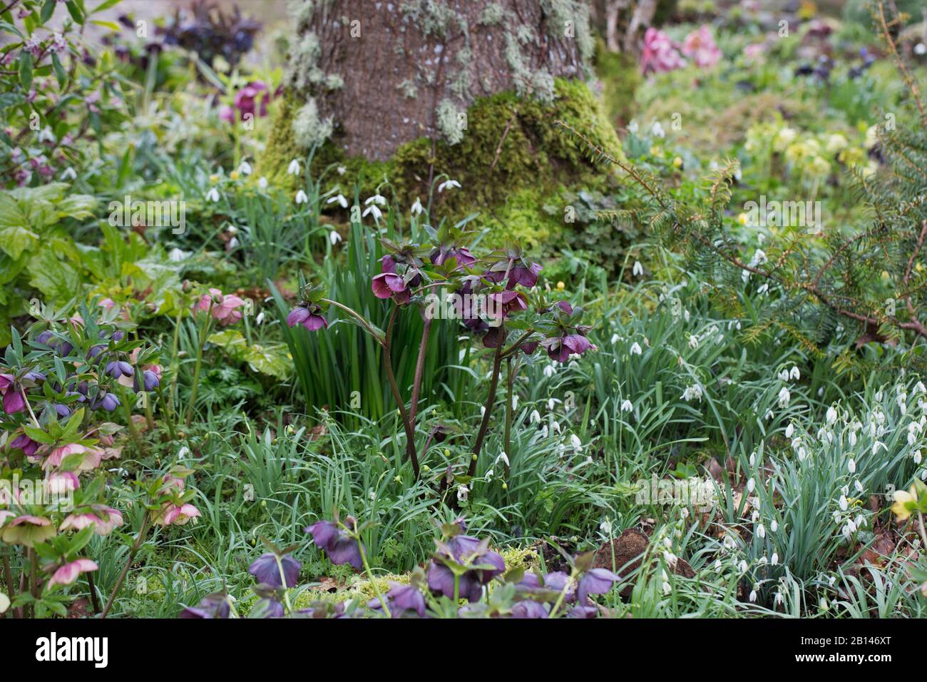 Fiori di hellebore e gocce di neve che crescono in un giardino. Foto Stock