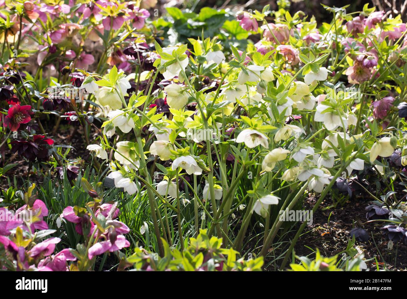 Un gruppo di diverse varietà di fiori di hellebore. Foto Stock