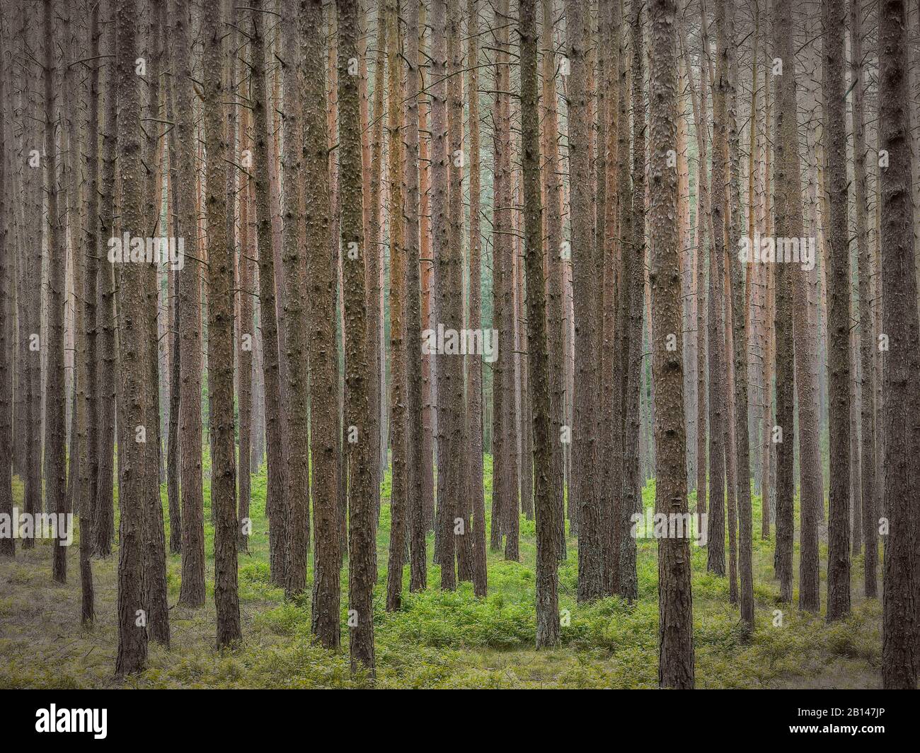 Foresta di conifere, tronchi di alberi, dettaglio Foto Stock