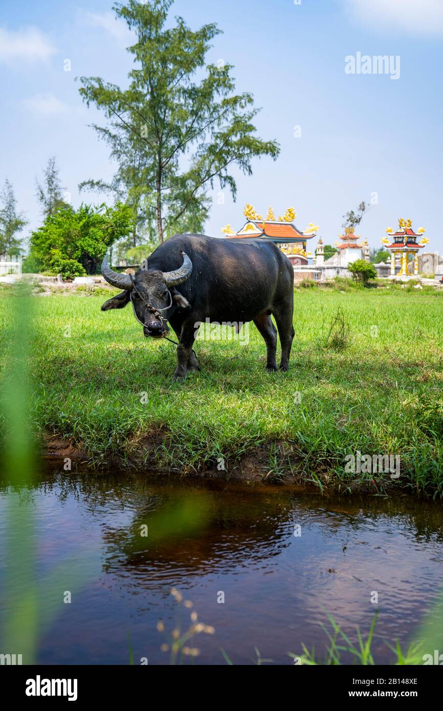 Bufalo d'acqua in Vietnam Foto Stock