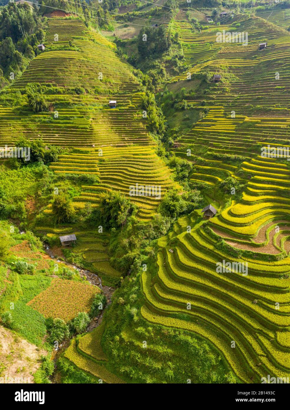 Terrazze di riso dorato appena prima della raccolta nel Vietnam del Nord, Mu Cang Chai, Vietnam Foto Stock